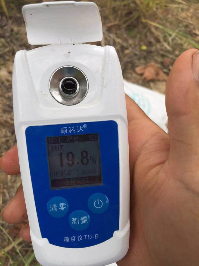 阳光玫瑰~香甜很脆的阳光玫瑰