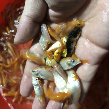 【锦鲤鱼苗】日本锦鲤、优质鱼苗、欢迎定购