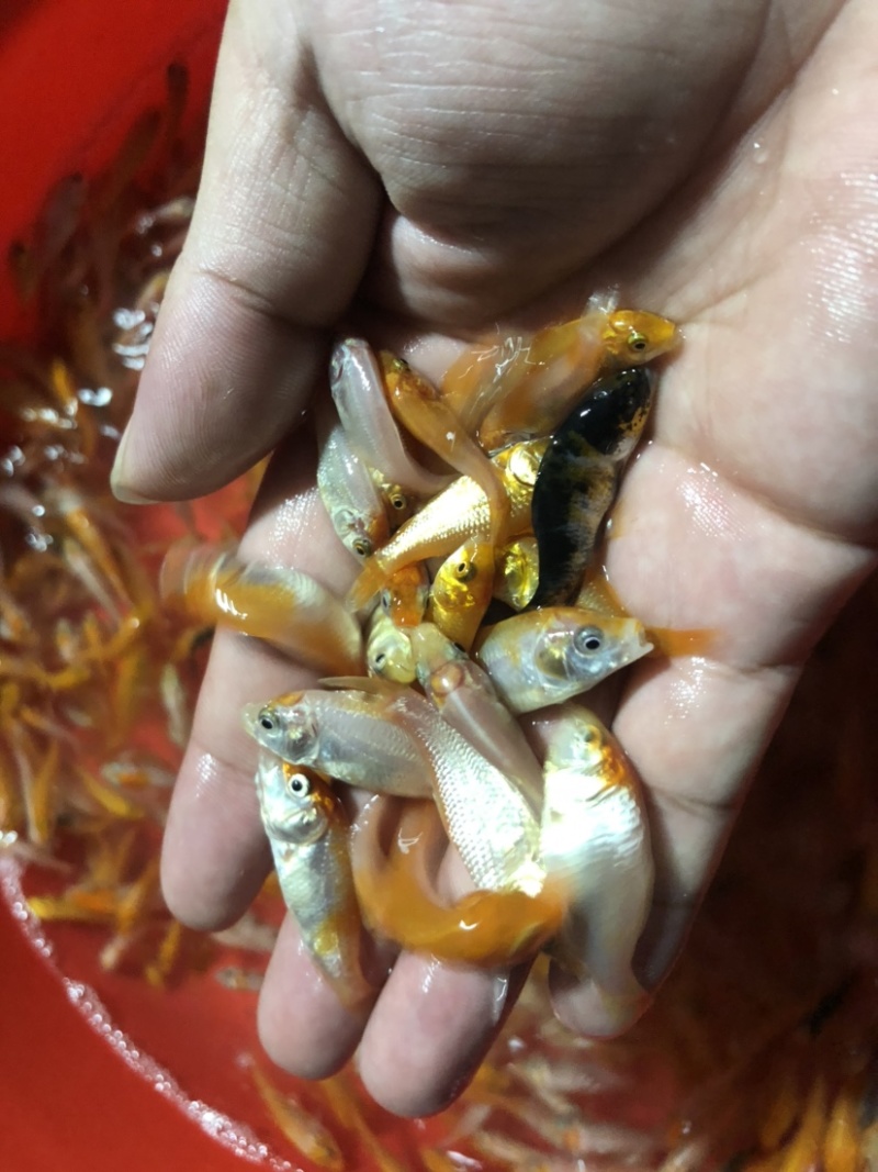 【锦鲤鱼苗】日本锦鲤、优质鱼苗、欢迎定购