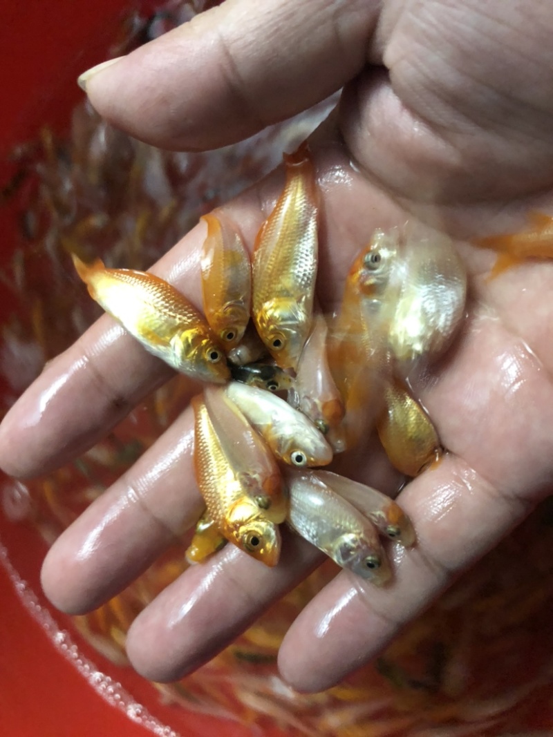 【锦鲤鱼苗】日本锦鲤、优质鱼苗、欢迎定购