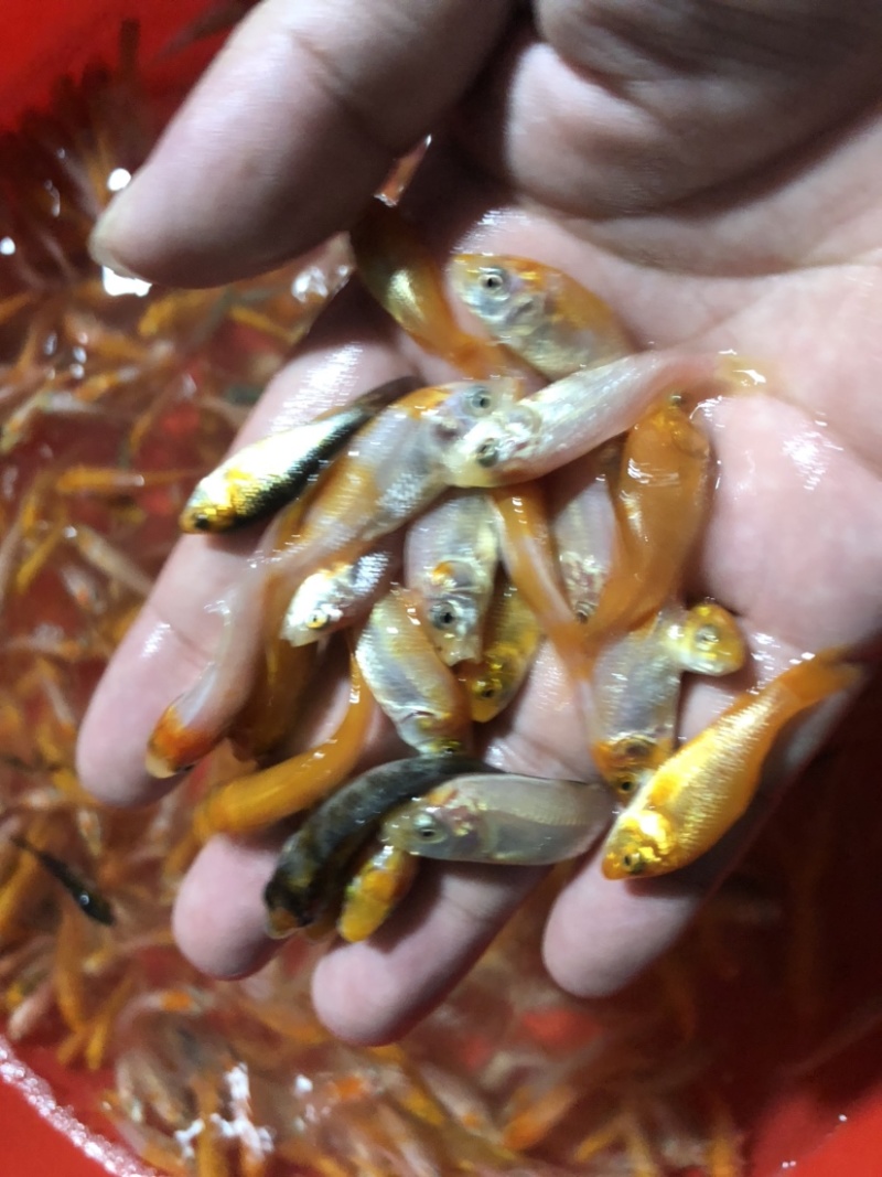 【锦鲤鱼苗】日本锦鲤、优质鱼苗、欢迎定购
