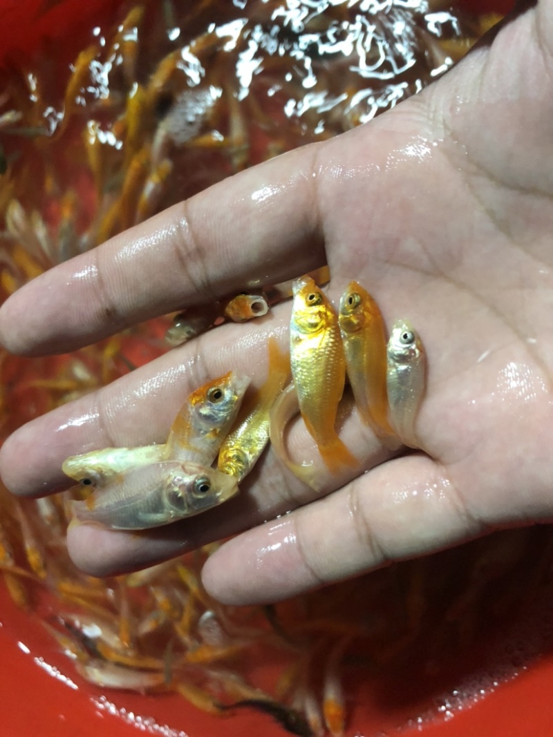 【锦鲤鱼苗】日本锦鲤、优质鱼苗、欢迎定购