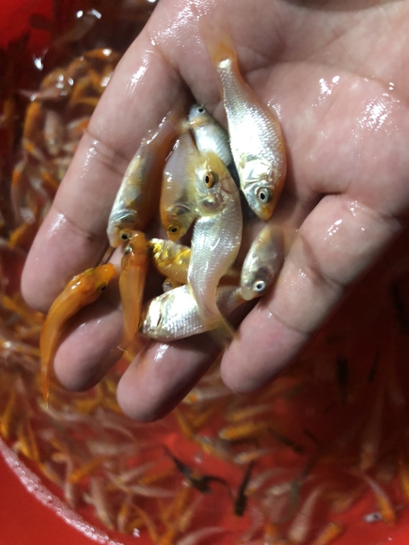 【锦鲤鱼苗】日本锦鲤、优质鱼苗、欢迎定购