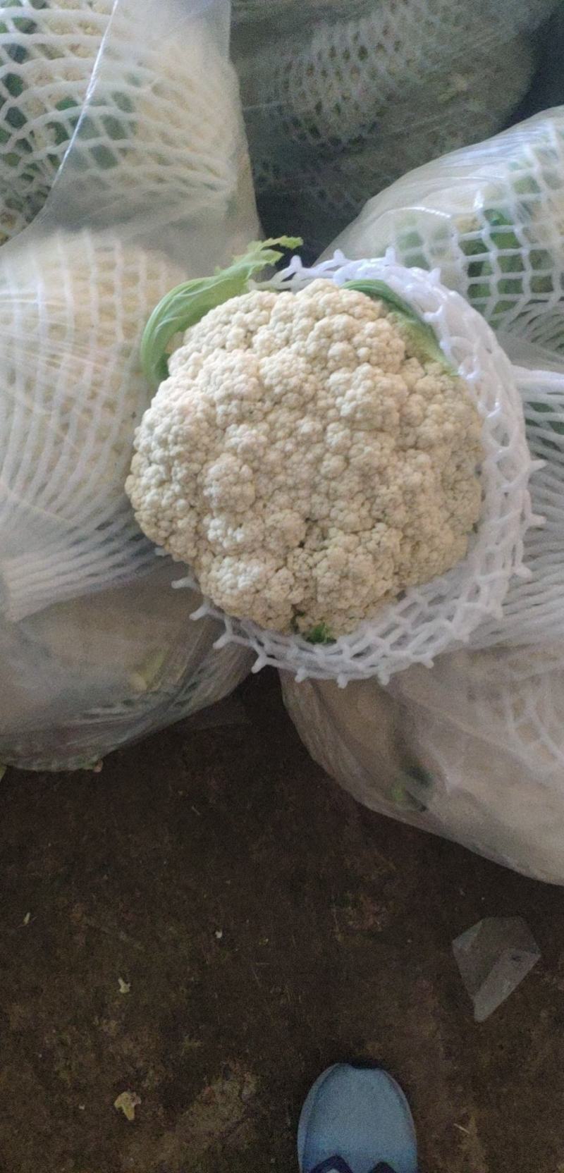 河北精品菜花，小米松花供各大超市市场耐运输储蓄，