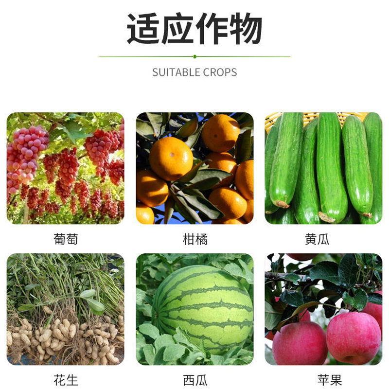 80%甲托水分散果树蔬菜花卉白粉病所有病害广谱通用杀菌剂