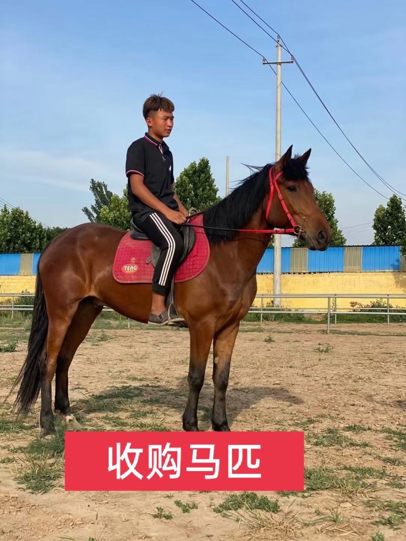 高价回收各种马匹温血马半血马纯血马蒙古马伊犁马