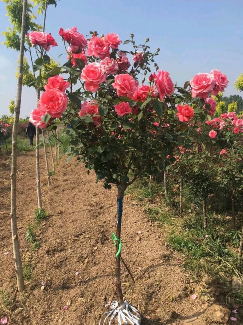 树桩月季高杆月季嫁接月季耐寒常年开花芳香大花易活