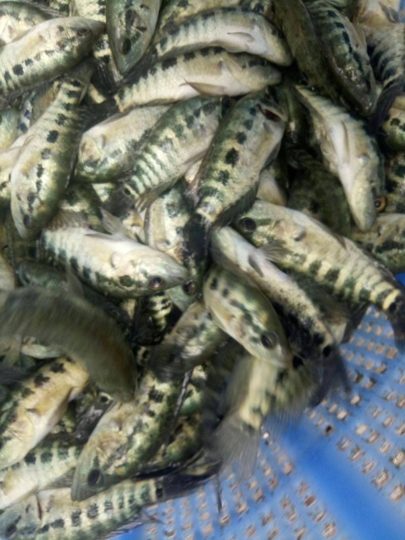 优质淡水石斑鱼苗，产地直供，百万现货，支持全国发货