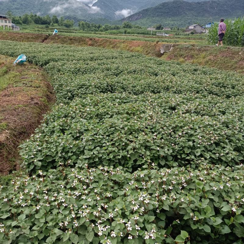 四川绵阳鱼腥草根现在大量上市中，根条，颜色完好，精品