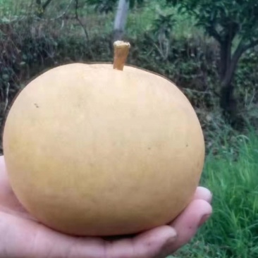 圆红梨，圆红梨