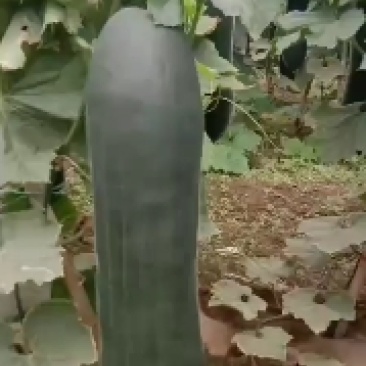 吊冬瓜，冷棚，50亩地柏乡