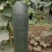 吊冬瓜，冷棚，50亩地柏乡