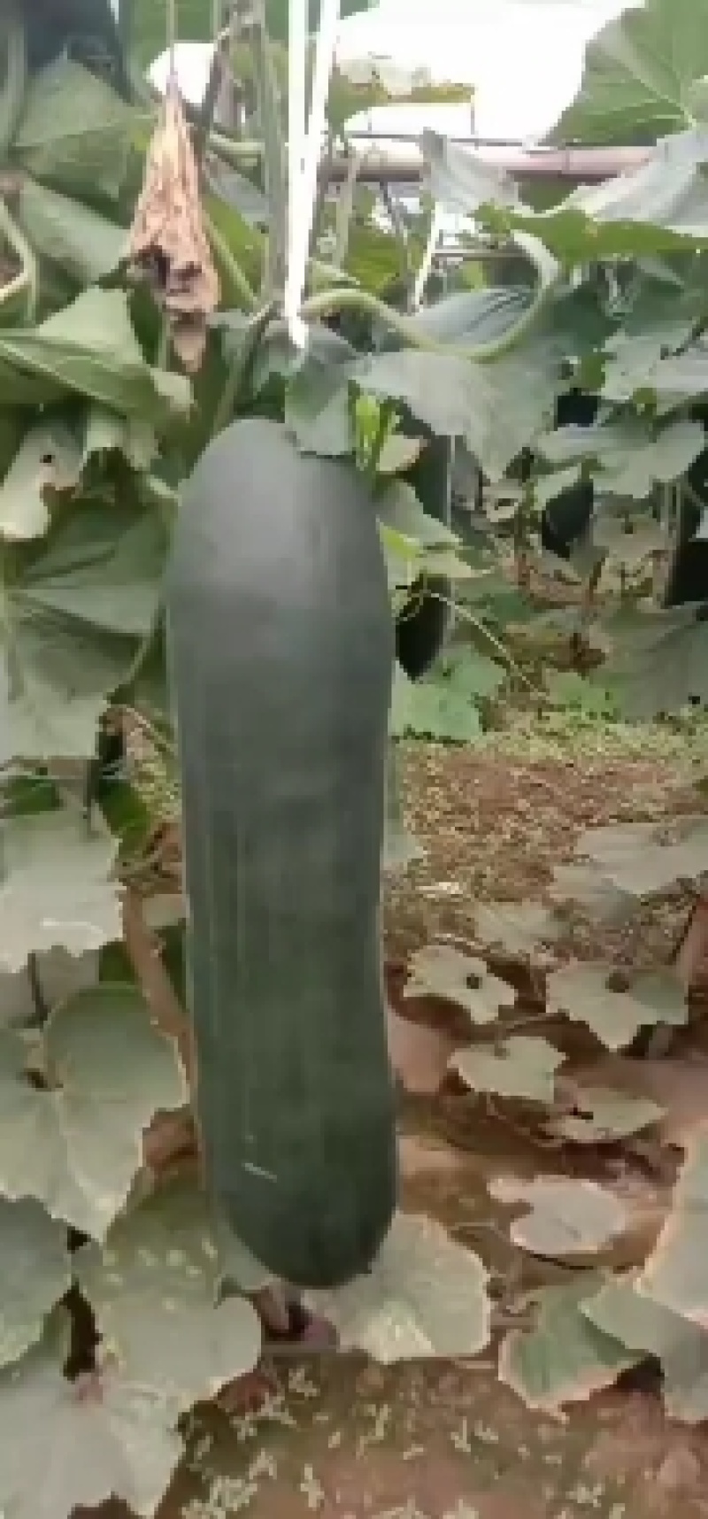 吊冬瓜，冷棚，50亩地柏乡