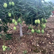 芒果🥭