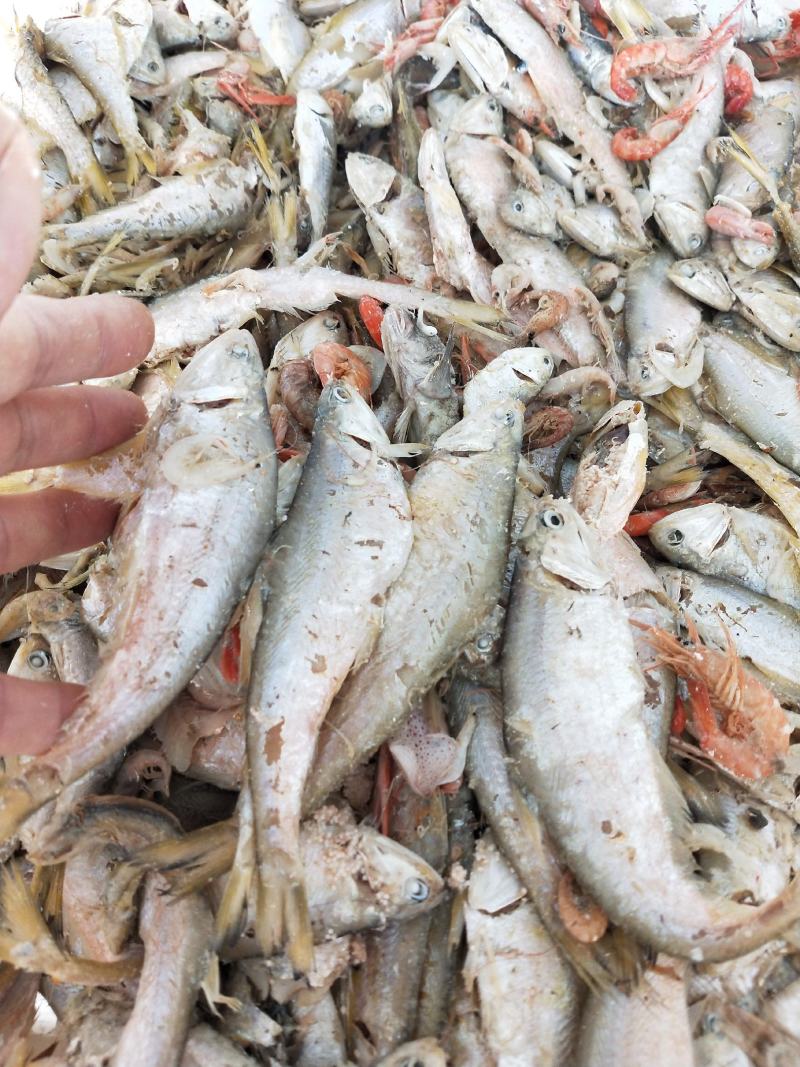 马口鱼国宝鱼熟鱼自家加工带油性直接吃当下酒菜一手货源不包