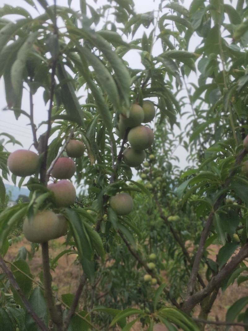 半边红李上市