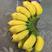 广西小米蕉新鲜香蕉当季水果现摘现发，产地直发美味小米蕉。