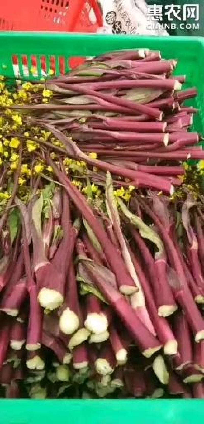 【选购链接】红菜苔种子中早熟耐寒小叶高产苔质鲜嫩味美