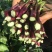 【选购链接】红菜苔种子中早熟耐寒小叶高产苔质鲜嫩味美