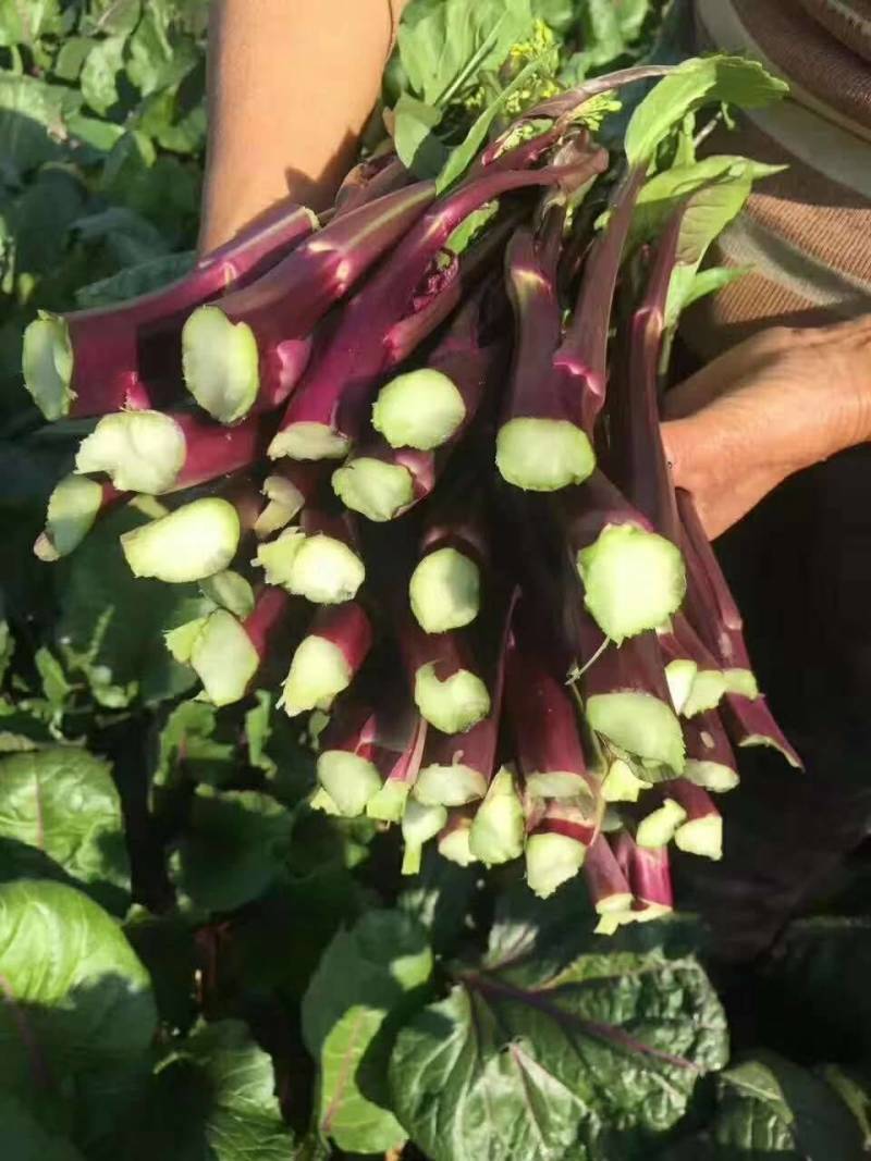 【选购链接】红菜苔种子中早熟耐寒小叶高产苔质鲜嫩味美