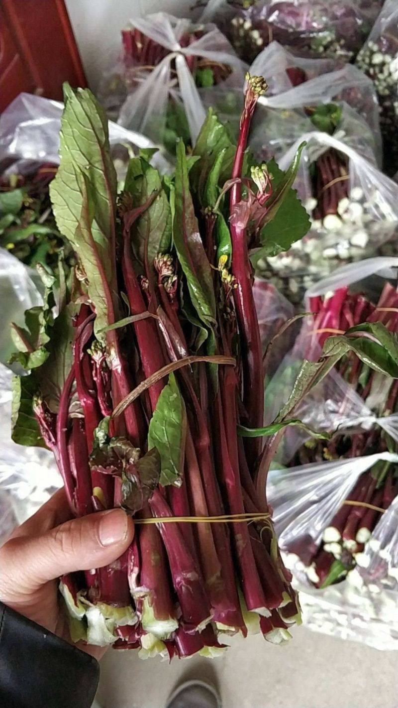 【选购链接】红菜苔种子中早熟耐寒小叶高产苔质鲜嫩味美