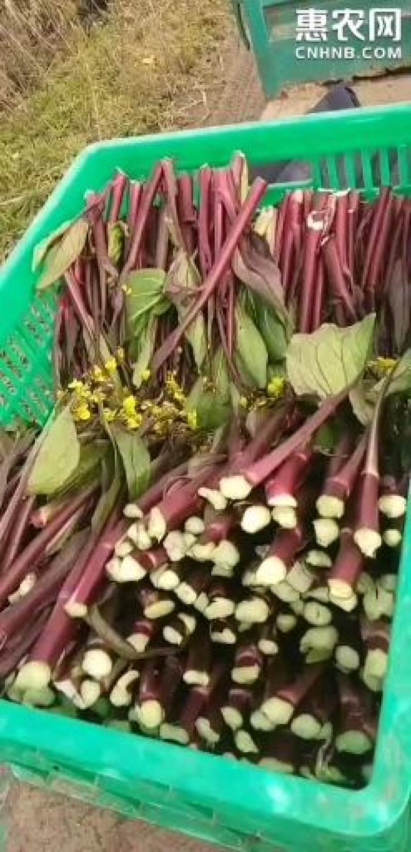 【选购链接】红菜苔种子中早熟耐寒小叶高产苔质鲜嫩味美
