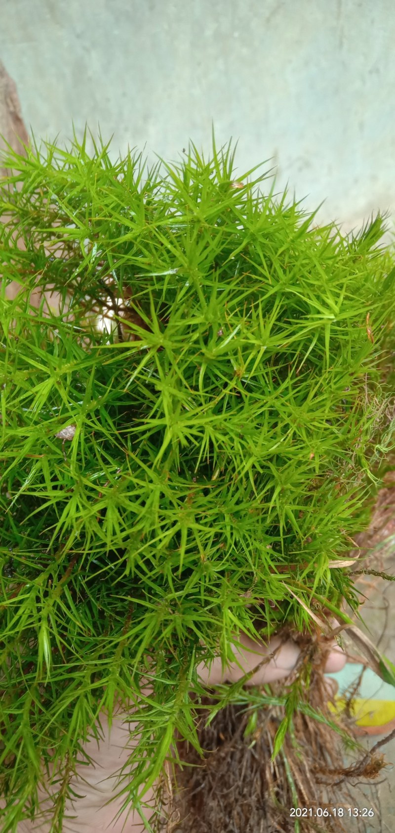 野生千层达，生扯陇