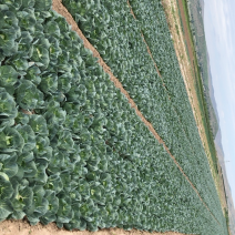 蔬菜大量上市