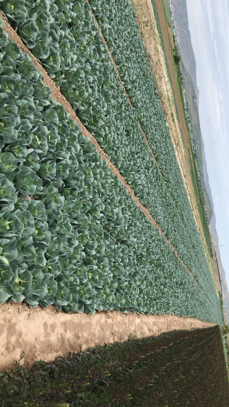 蔬菜大量上市