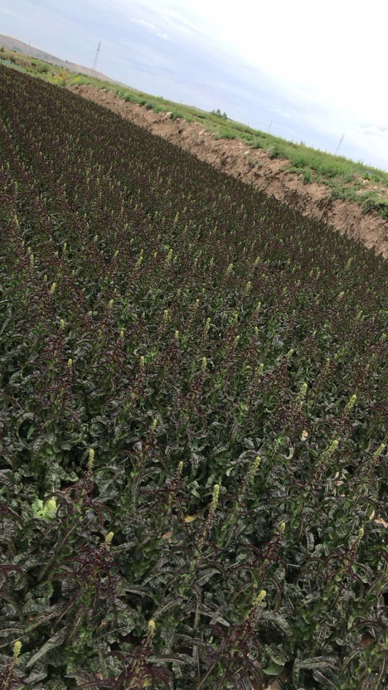蔬菜大量上市