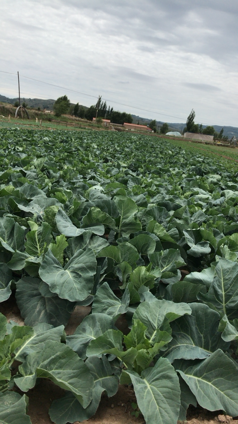 蔬菜大量上市