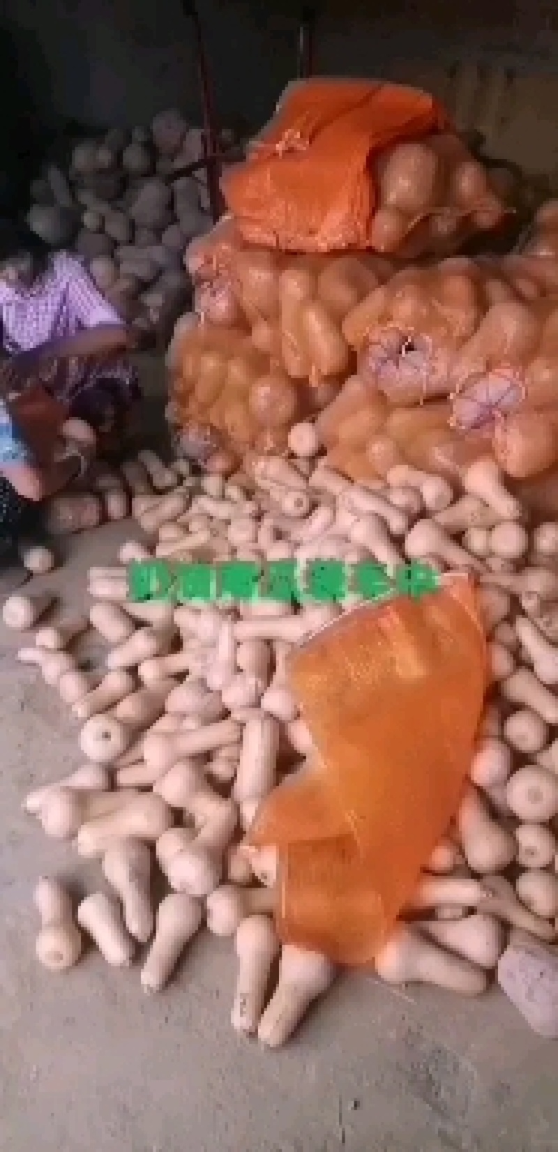 金枕头南瓜大量上市一手货源日供货50吨质优价廉