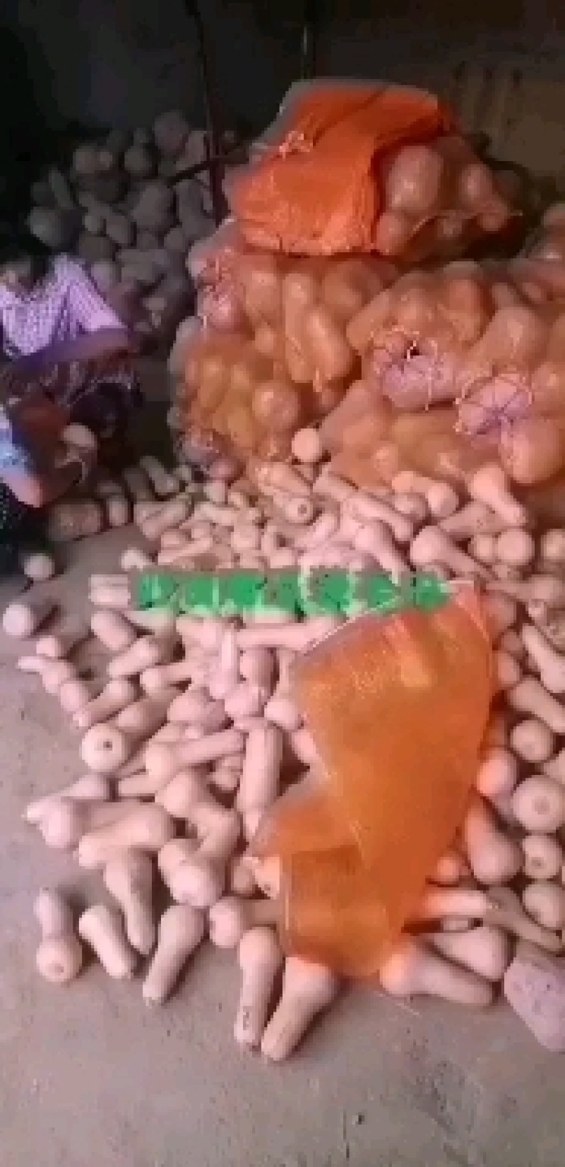 金枕头南瓜大量上市一手货源日供货50吨质优价廉