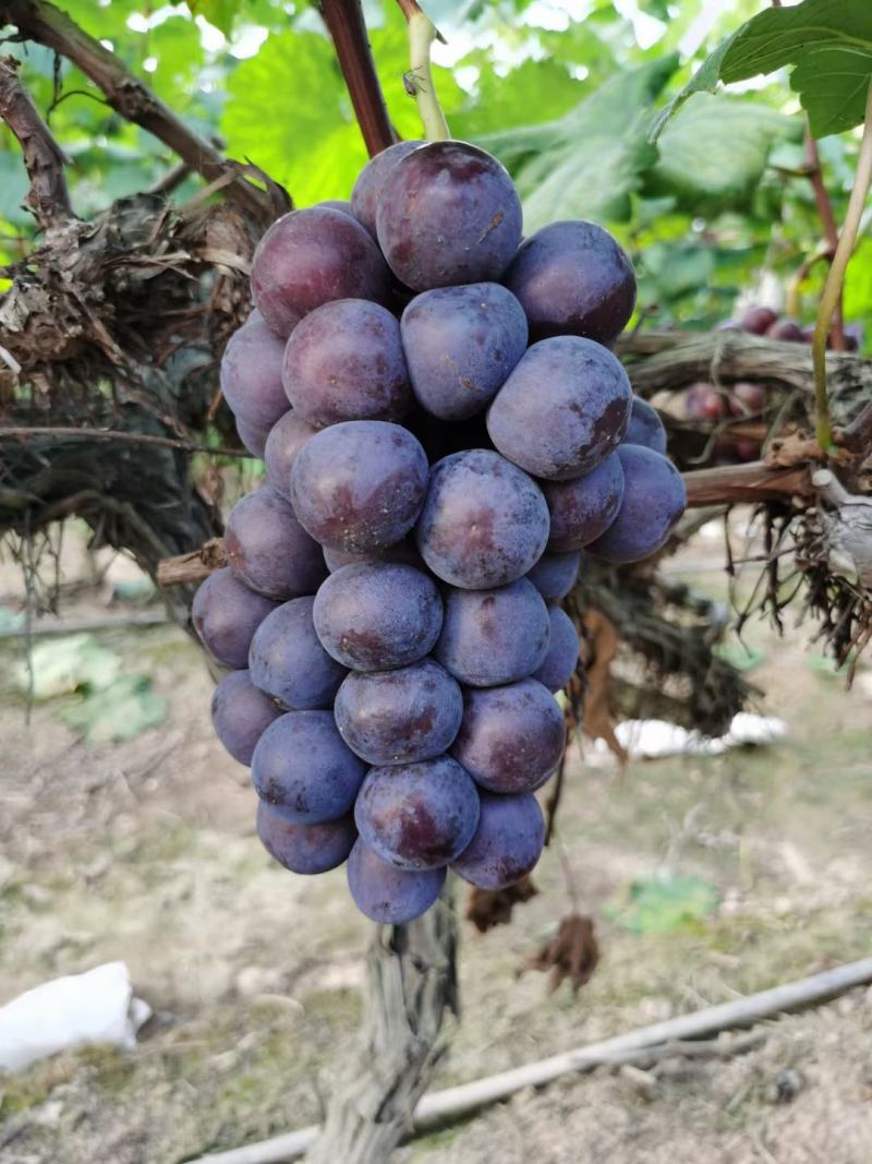 夏黑葡萄新鲜水果当季水果无籽葡萄批发孕妇水果孕妇葡萄儿童