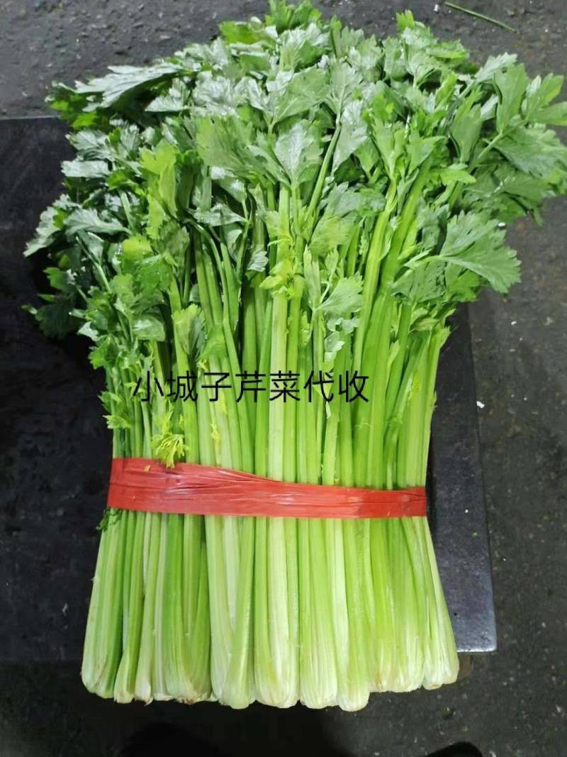 招商全国收芹菜的精英来选购，小城子芹菜