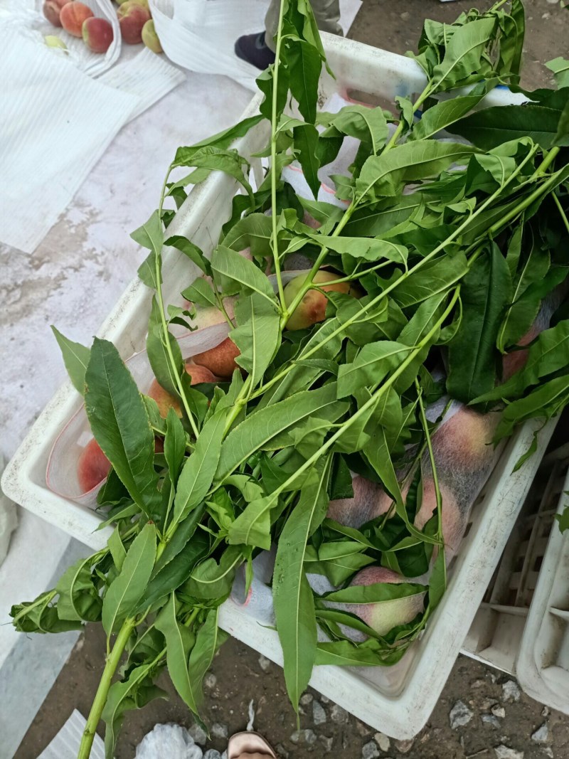 精品毛桃突围桃~费县突围桃已大量上市~个头大~口感脆甜~
