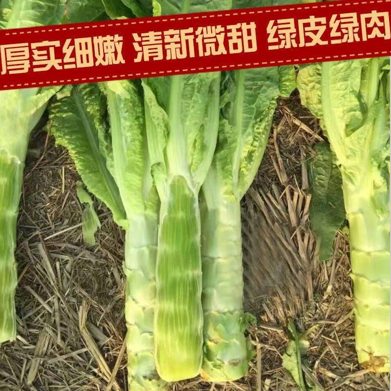 耐寒圆叶青莴笋种子三青皮绿皮绿肉莴笋清香脆嫩