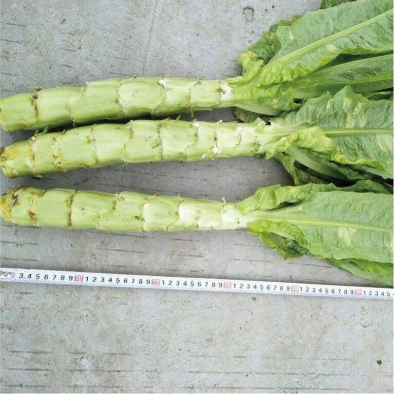 耐高温莴笋种子耐高温40度生长良好长尖叶三青皮莴笋