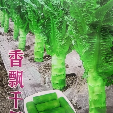 耐高温莴笋种子耐高温40度生长良好长尖叶三青皮莴笋
