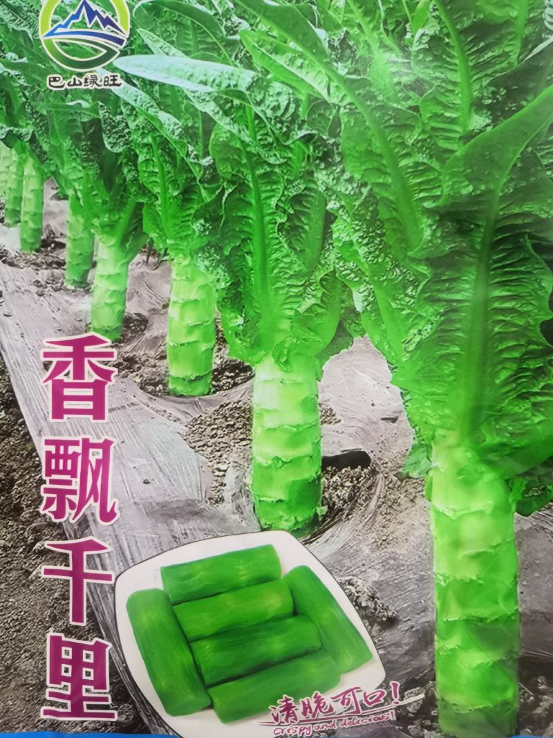 耐高温莴笋种子耐高温40度生长良好长尖叶三青皮莴笋
