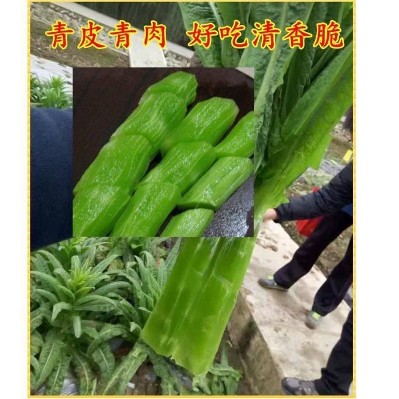 耐高温莴笋种子耐高温40度生长良好长尖叶三青皮莴笋