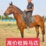 回收各种骑乘马温血马半血马纯血马矮马小马驹个人骑乘马