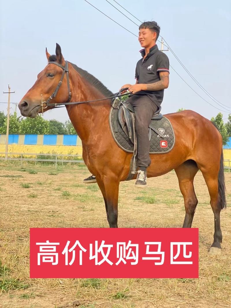 回收各种骑乘马温血马半血马纯血马矮马小马驹个人骑乘马