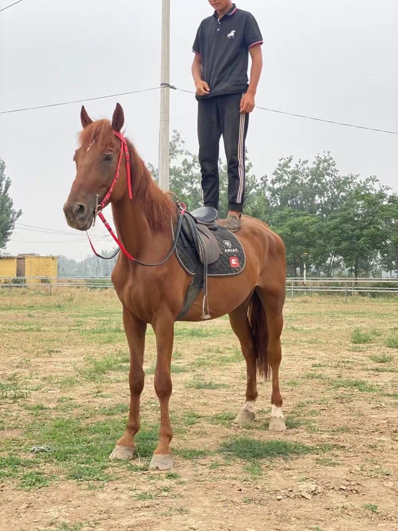 回收各种骑乘马温血马半血马纯血马矮马小马驹个人骑乘马