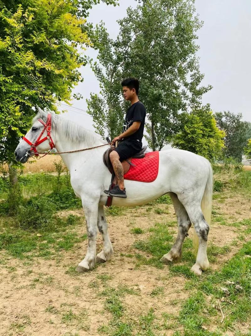 回收各种骑乘马温血马半血马纯血马矮马小马驹个人骑乘马