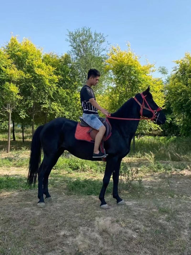 回收各种骑乘马温血马半血马纯血马矮马小马驹个人骑乘马