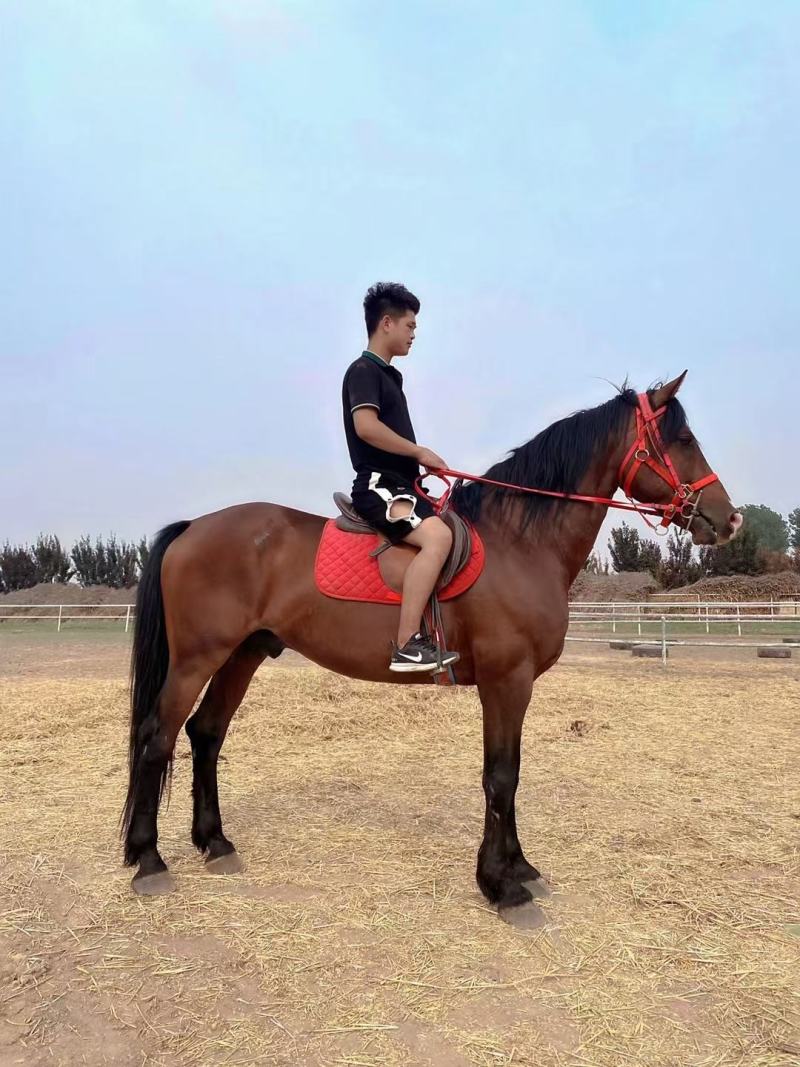 回收各种骑乘马温血马半血马纯血马矮马小马驹个人骑乘马