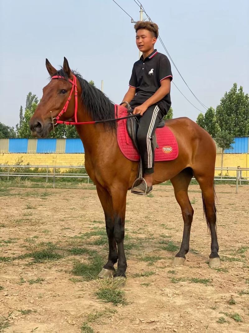 回收各种骑乘马温血马半血马纯血马矮马小马驹个人骑乘马