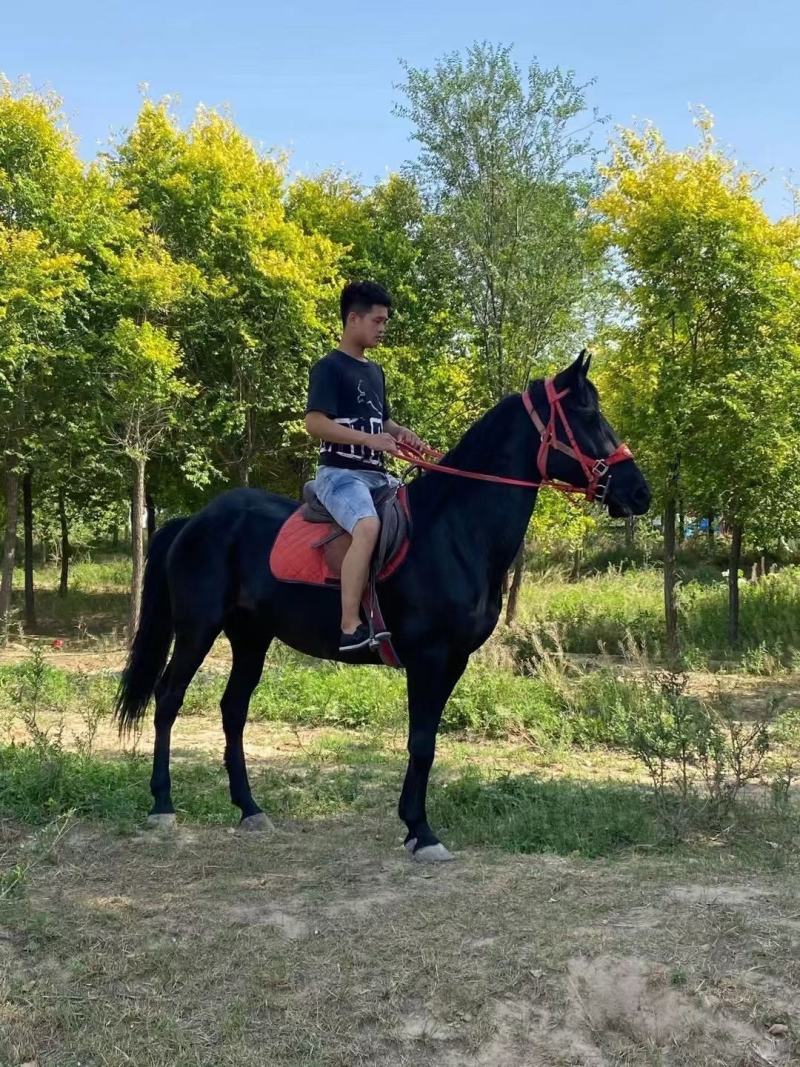 回收各种骑乘马温血马半血马纯血马矮马小马驹个人骑乘马