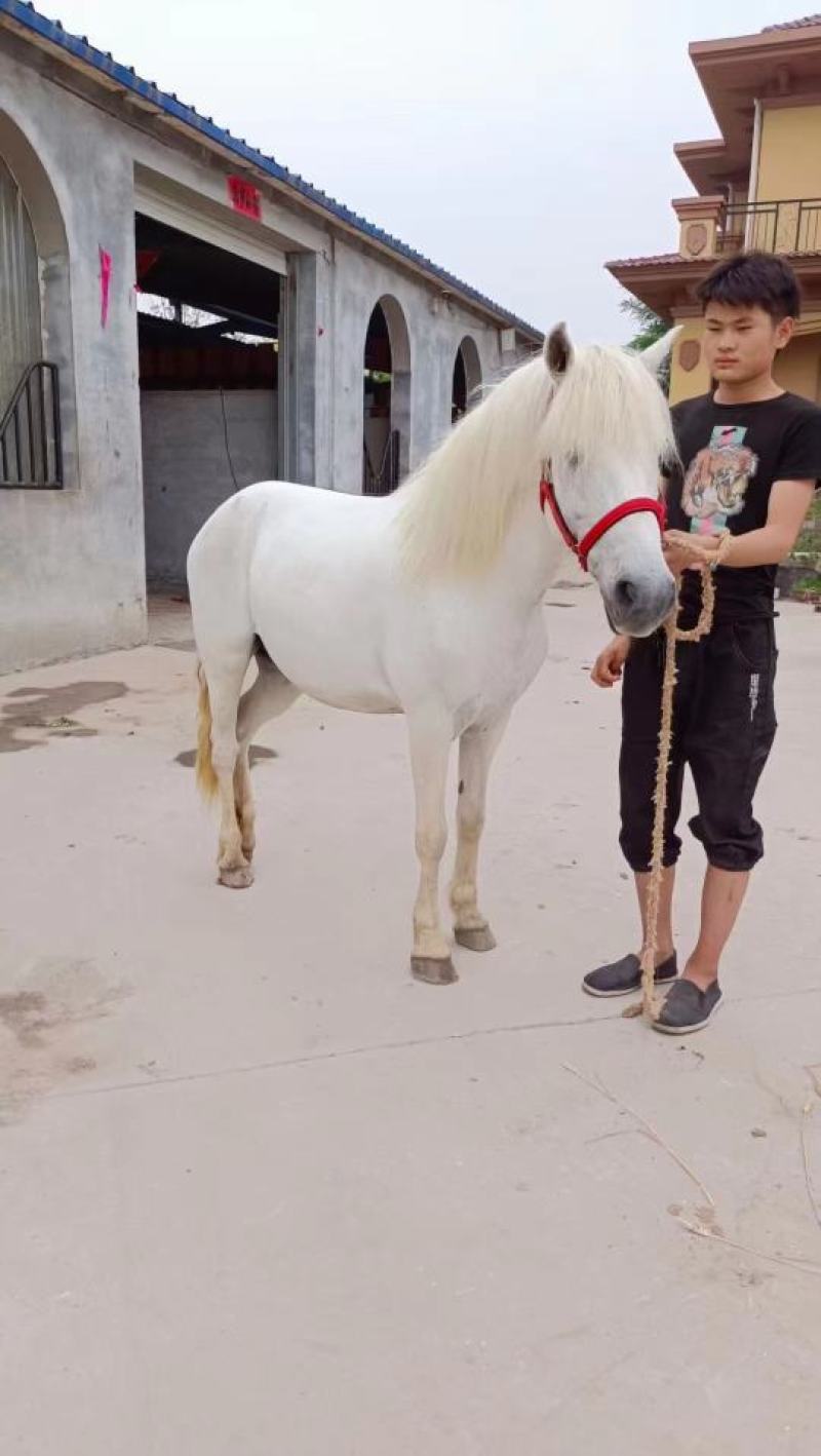 马匹出售景区骑乘马可以骑的马景区拉车马蒙古马孩子骑的小矮